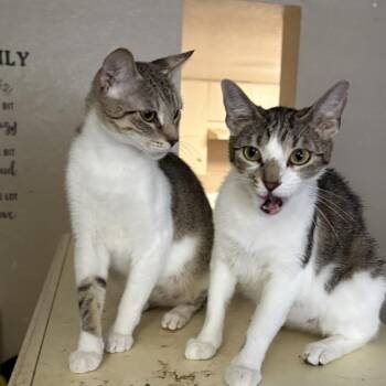 Penelope -  Domestic Short Hair Cat for Adoption in Jupiter, Florida - Penelope | PetCurious