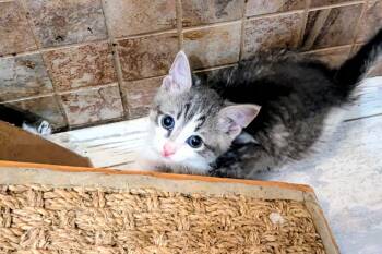 Rescue Tabby Cats for Adoption in Fort Lauderdale, Florida - Travis And Taylor | PetCurious