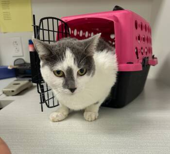 Rescue Domestic Short Hair Cats for Adoption in Greenfield, Indiana - Courtney | PetCurious