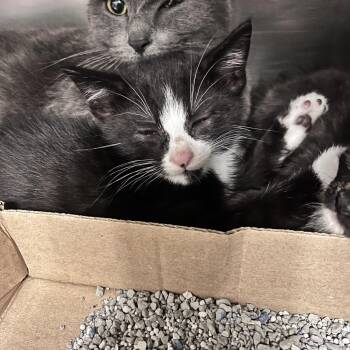 Domestic Medium Hair Cats Available for Adoption in Charleston, West Virginia - Cayenne | PetCurious