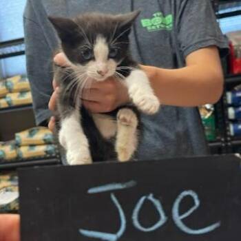 Domestic Short Hair Cats Available for Adoption - Joe C11006 | PetCurious