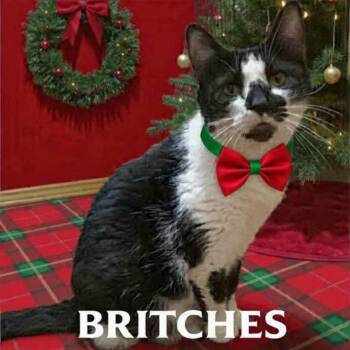 Domestic Short Hair Cats Available for Adoption in Parkersburg, West Virginia - Britches | PetCurious