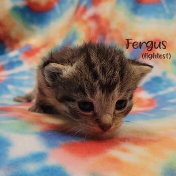 Fergus -  Domestic Short Hair Cat for Adoption in Parkersburg, West Virginia - Fergus | PetCurious