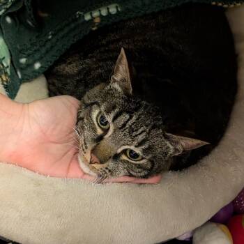 Minerva -  Domestic Short Hair Cat for Adoption in Titusville, Florida - Minerva | PetCurious