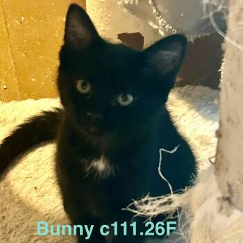 Foster Bunny -  Domestic Short Hair Cat for Adoption in Batavia, New York - Foster Bunny | PetCurious