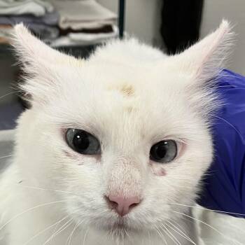 111452 -  Domestic Short Hair Cat for Adoption in Las Cruces, New Mexico - 111452 | PetCurious