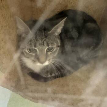 Domestic Short Hair Cats Available for Adoption - Wednesday | PetCurious