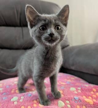 Fleece MD -  Russian Blue Cat for Adoption - Fleece MD | PetCurious