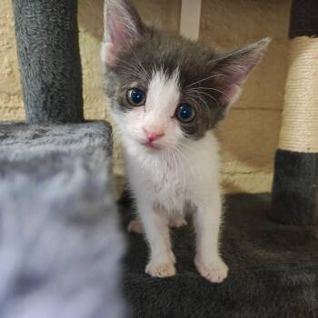 Ivy -  Domestic Short Hair Cat for Adoption in Las Cruces, New Mexico - Ivy | PetCurious