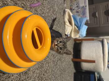 Rescue Domestic Short Hair Cats for Adoption in Fort Worth, Texas - Delores (pre-adopt) | PetCurious