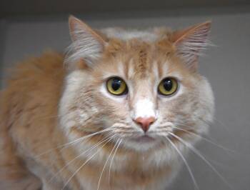 PEACHES -  Domestic Long Hair Cat for Adoption in Loveland, Colorado - PEACHES | PetCurious