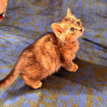 Domestic Short Hair Cats Available for Adoption - Sparkles 3 | PetCurious