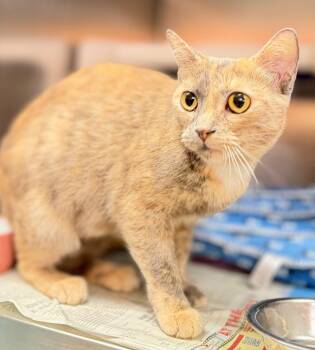 Custard -  Domestic Short Hair Cat for Adoption in Hamilton, Ontario - Custard | PetCurious