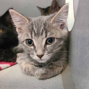 Willie -  Domestic Short Hair Cat for Adoption in Davenport, Iowa - Willie | PetCurious