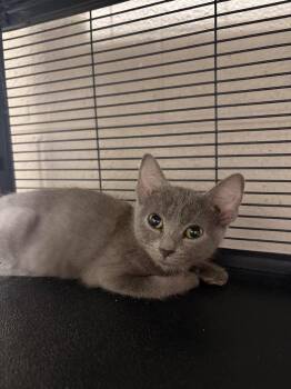 Fauna -  Domestic Short Hair Cat for Adoption in Murray, Kentucky - Fauna | PetCurious