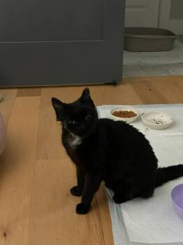 Domestic Short Hair Cats Available for Adoption in Newnan, Georgia - *Tenders | PetCurious