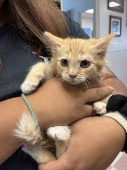 Darryl -  Domestic Medium Hair Cat for Adoption in Ontario, California - Darryl | PetCurious