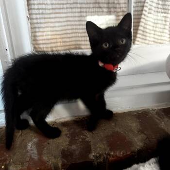 Raven -  Domestic Short Hair Cat for Adoption in Centerville, Tennessee - Raven | PetCurious