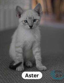 Aster -  Domestic Short Hair Cat for Adoption in Huntsville, Ontario - Aster | PetCurious