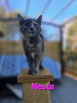 Rescue Domestic Short Hair Cats for Adoption in Rustburg, Virginia - Nesta - Not At Shelter (Carisa) | PetCurious