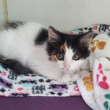 Enigma (bonded w/ Mystery) -  Domestic Short Hair Cat for Adoption in Oakland, California - Enigma (bonded W/ Mystery) | PetCurious