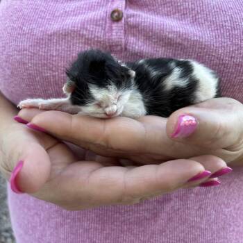 Mary Lou -  Domestic Short Hair Cat for Adoption in Kanab, Utah - Mary Lou | PetCurious