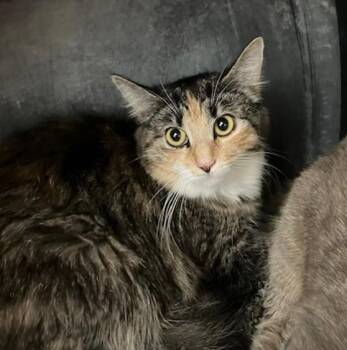DAKOTA -  Domestic Long Hair Cat for Adoption in Springfield, Massachusetts - DAKOTA | PetCurious