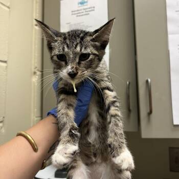 06/15/2026-Stray-BradleyPark-2 -  Domestic Short Hair Cat for Adoption in Columbus, Georgia - 06/15/2026-Stray-BradleyPark-2 | PetCurious