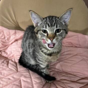 Eloise *Meet me at Eagan Petsmart* -  Domestic Short Hair Cat for Adoption in Buffalo, Minnesota - Eloise *Meet Me At Eagan Petsmart* | PetCurious