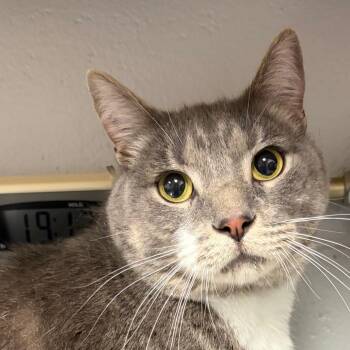 Bobby -  Domestic Short Hair Cat for Adoption in Greenville, South Carolina - Bobby | PetCurious