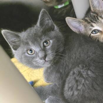 Cairo -  Domestic Short Hair Cat for Adoption in Fort Wayne, Indiana - Cairo | PetCurious