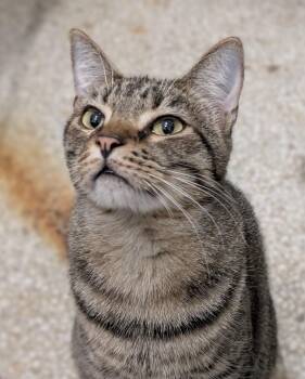 Boingo -  Domestic Short Hair Cat for Adoption in Pearland, Texas - Boingo | PetCurious