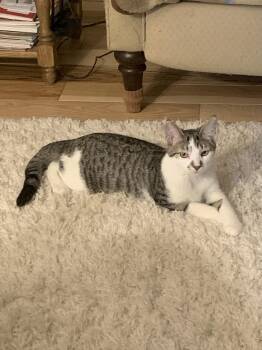 Rescue Domestic Medium Hair Cats for Adoption in Sedalia, Missouri - Missy  “An Extra Loving Girl” | PetCurious