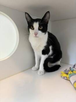 Nacho -  Domestic Short Hair Cat for Adoption in Divide, Colorado - Nacho | PetCurious