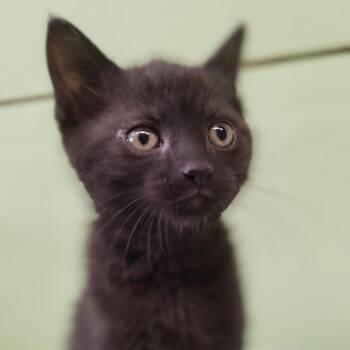 Domestic Short Hair Cats Available for Adoption in St. Helena, California - Elroy | PetCurious