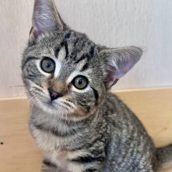 Cheeto -  Domestic Short Hair Cat for Adoption in Pontiac, Michigan - Cheeto | PetCurious