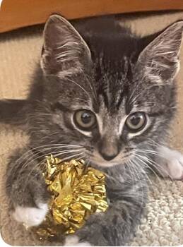 Tommy -  Domestic Short Hair Cat for Adoption in Austin, Texas - Tommy | PetCurious