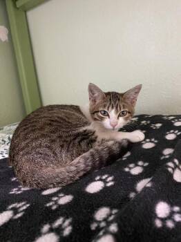 Rescue Domestic Short Hair Cats for Adoption in Hot Springs, Arkansas - Morgan | PetCurious