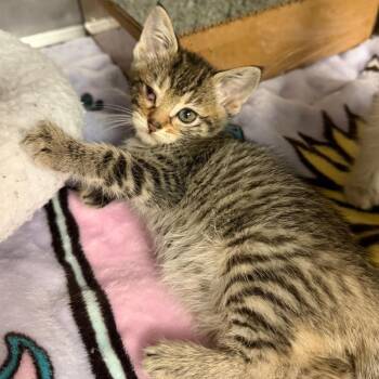 Artemis 16 -  Domestic Short Hair Cat for Adoption in Austin, Texas - Artemis 16 | PetCurious