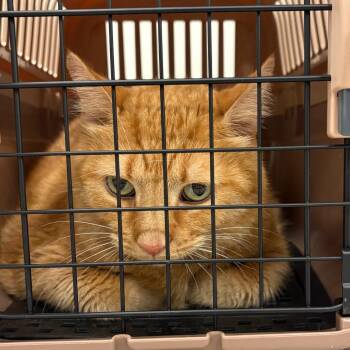 Fermin -  Domestic Short Hair Cat for Adoption in Philadelphia, Pennsylvania - Fermin | PetCurious