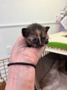 Luana -  Domestic Short Hair Cat for Adoption in Brookings, Oregon - Luana | PetCurious