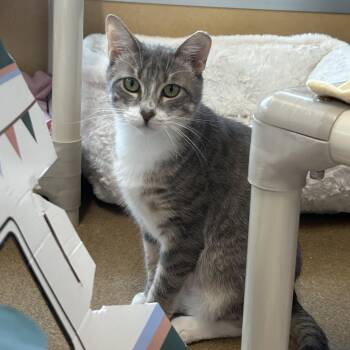 Icey -  Domestic Short Hair Cat for Adoption in Eatontown, New Jersey - Icey | PetCurious