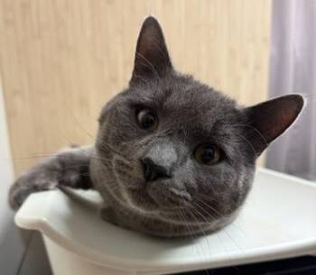 Domestic Short Hair Cats Available for Adoption - Tristan | PetCurious