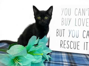TANGERINE -  Domestic Short Hair Cat for Adoption in Graham, Washington - TANGERINE | PetCurious