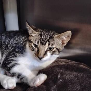 Rollerbite -  Domestic Short Hair Cat for Adoption in Wilmington, Delaware - Rollerbite | PetCurious