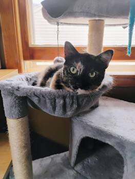 Domestic Short Hair Cats Available for Adoption - Dolly | PetCurious