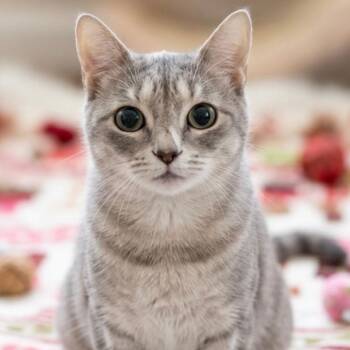 Domestic Short Hair Cats Available for Adoption in La Grange, Kentucky - Gizmo | PetCurious