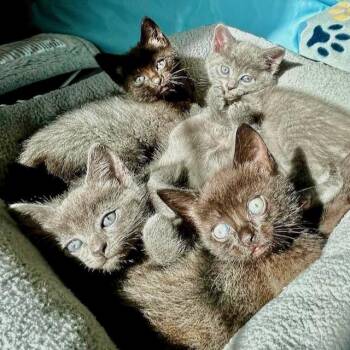 Domestic Short Hair Cats Available for Adoption in Chicago, Illinois - Javelina | PetCurious