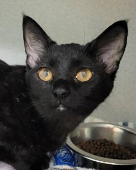 Domestic Short Hair Cats Available for Adoption - Tessa | PetCurious