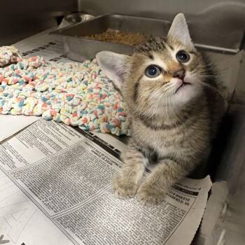 Domestic Short Hair Cats Available for Adoption in Elberon, Virginia - Peanut | PetCurious